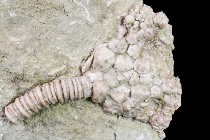 Fossil Crinoid (Actinocrinites) - Keokuk Formation, Missouri #157196